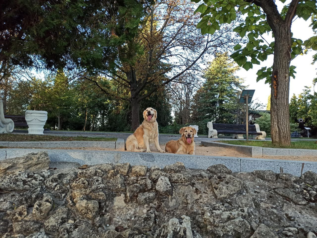 Ждут, пока я спрячу мячик