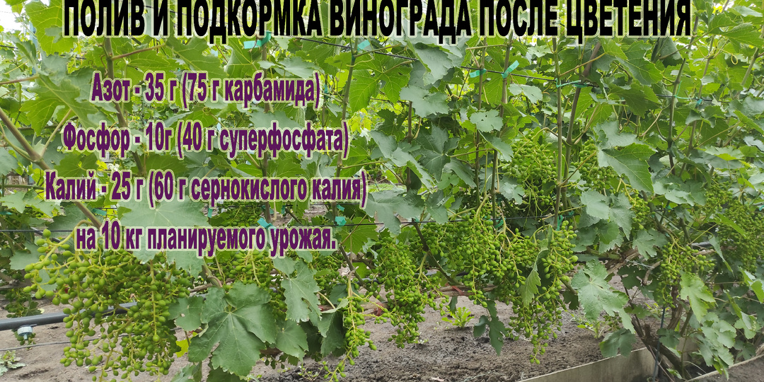 Полив и подкормка винограда сразу после цветения. Сколько воды и сколько удобрений.