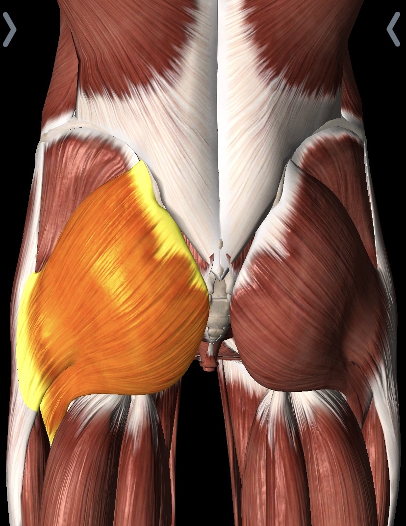 Фото с Essential Anatomy 5 — это полнофункциональное справочное приложение по анатомии в 3D