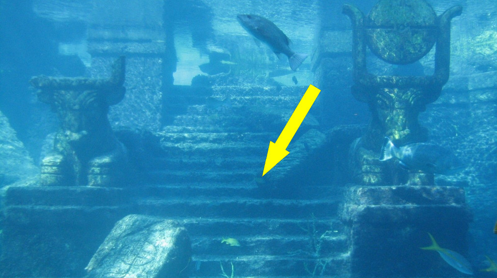    Подводный город в заливе Хамбат переписывает историю человечества