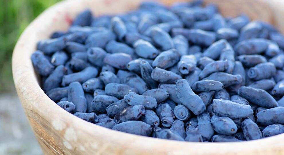 Как восстановить жимолость после плодоношения?