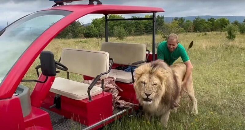 Кормление львов в парке Тайган. Фото: Кадр из видео. Фотография взята из открытых источников.  📷

