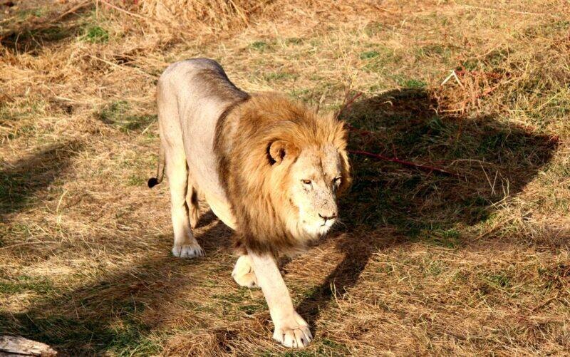 Лев парка Тайган. Фото: wellnews.ru. Фотография взята из открытых источников.  📷
