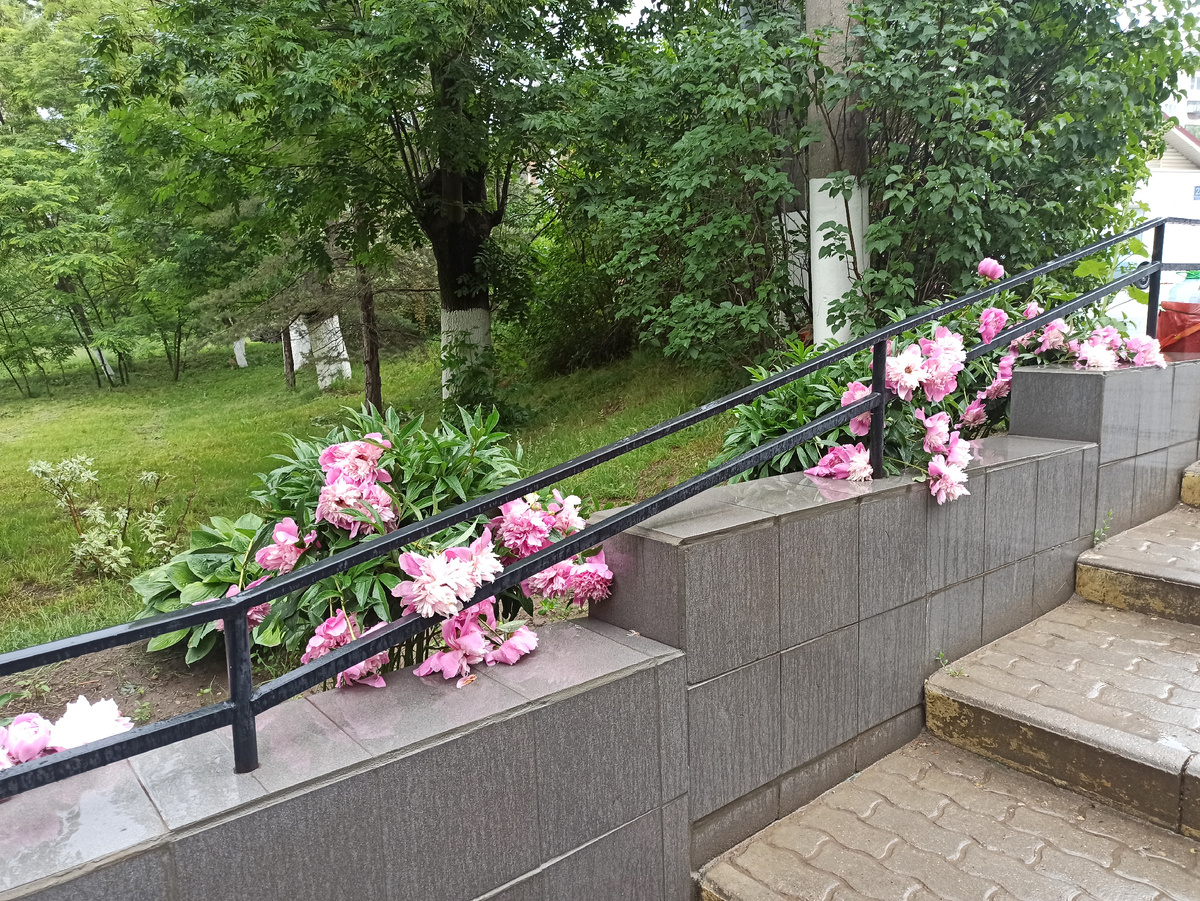 Фото автора. Июнь, дожди, побитые пионына улицах города