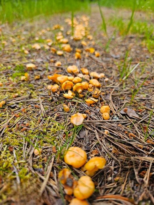 Тропинка, усыпанная лисичками
Фото: Анна Пшеницына