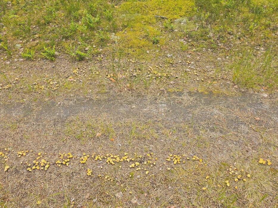 Тропинка, усыпанная лисичками
Фото: Анна Пшеницына