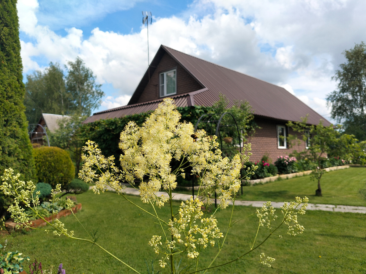 Василистник Флавум (Thalictrum flavum) в нашем саду 2025. Фото автора @Маша Генералова