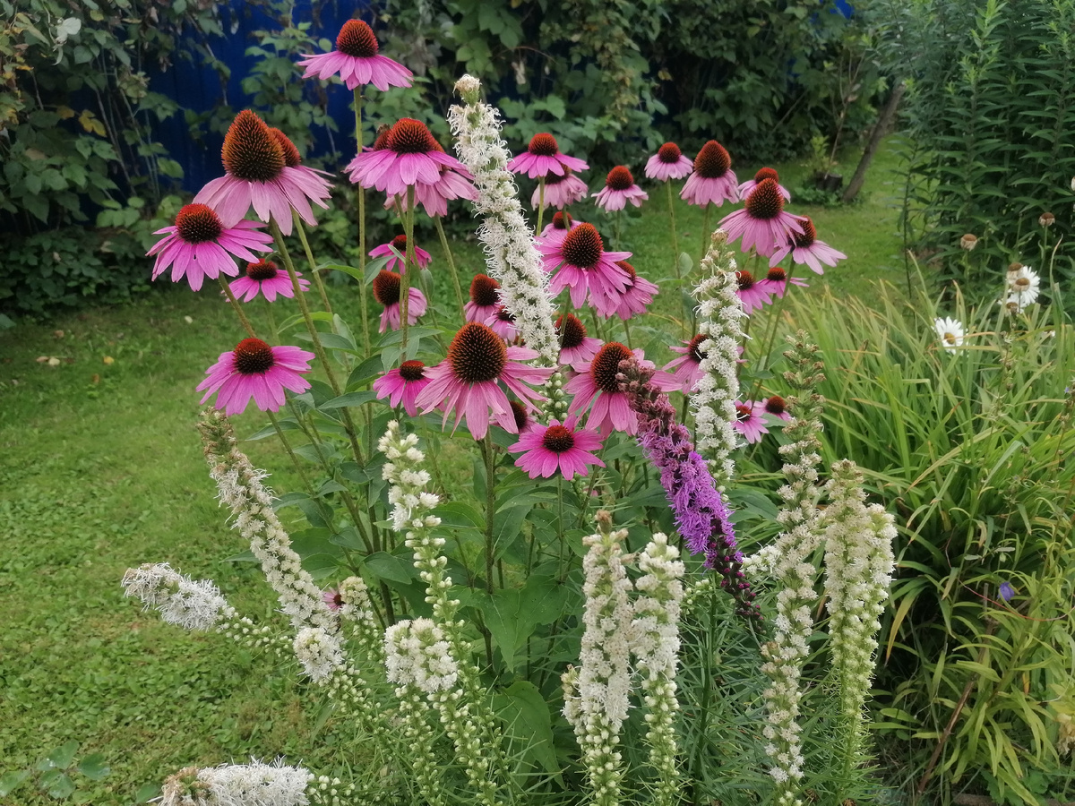 Эхинацея и Лиатрис в нашем саду. Фото автора @Маша Генералова
