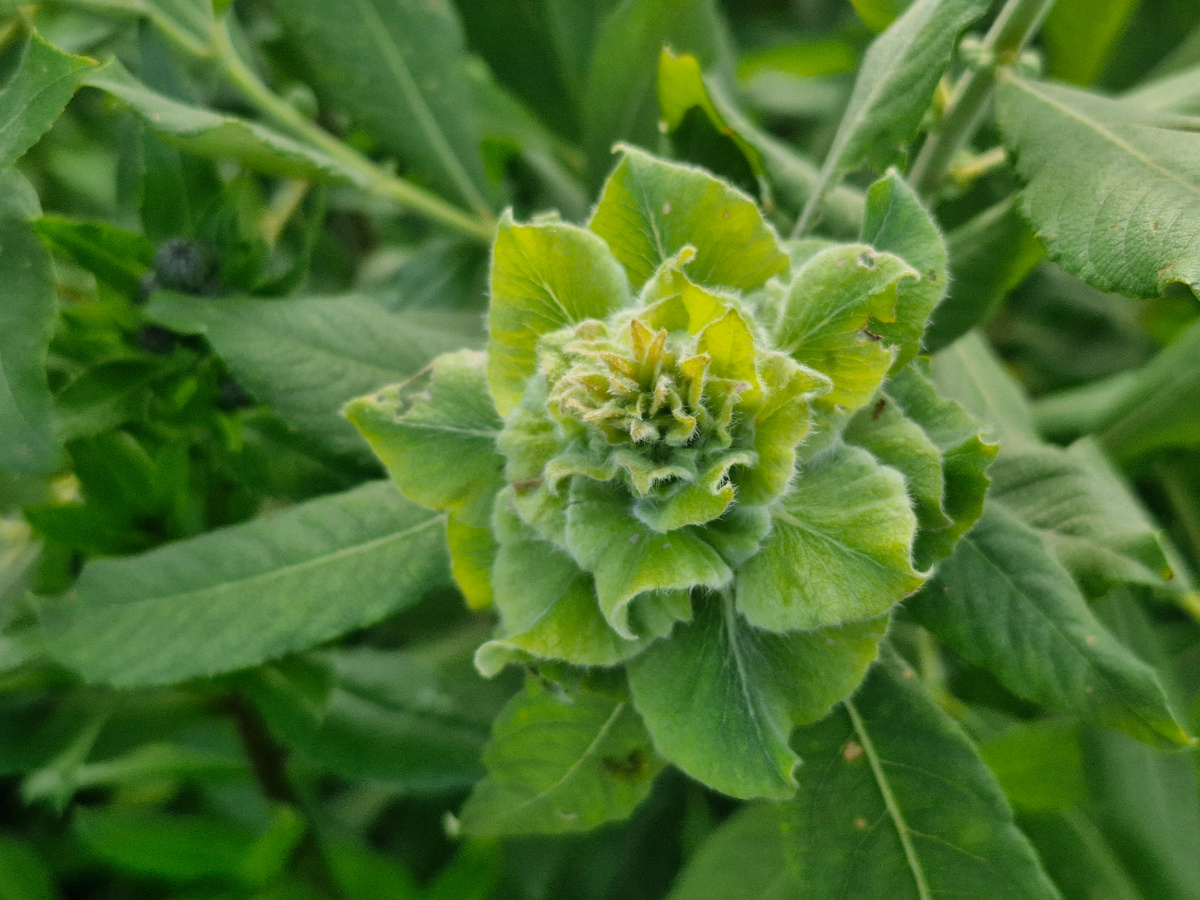 ивовая роза, фото автора