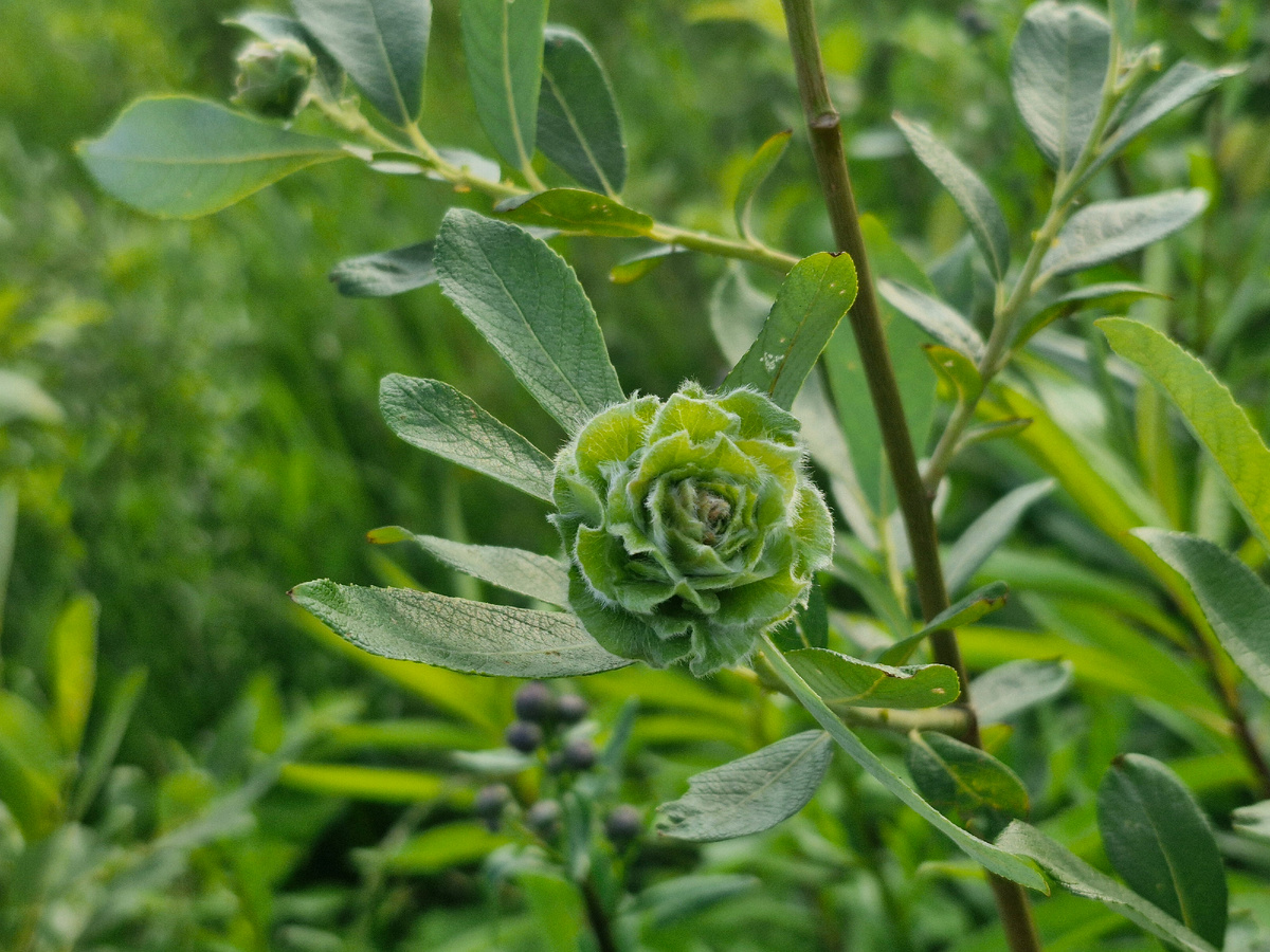 ивовая роза, фото автора