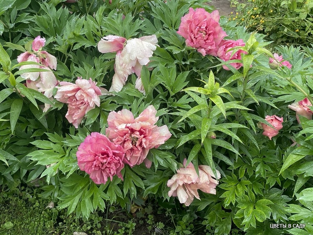 Ито-гибрид Хилари не боится дождя