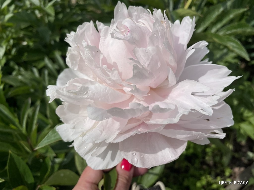 Прелестной Дорис Купер и дождь не страшен