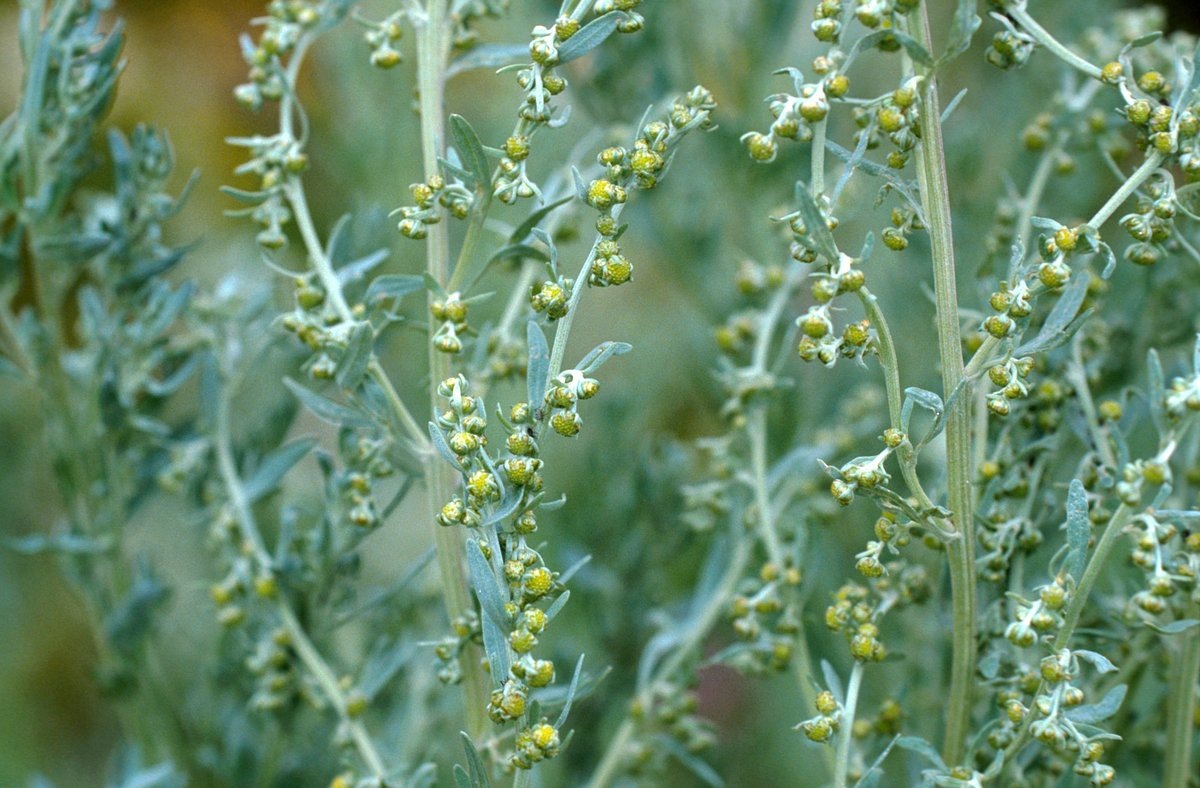 Полынь-трава