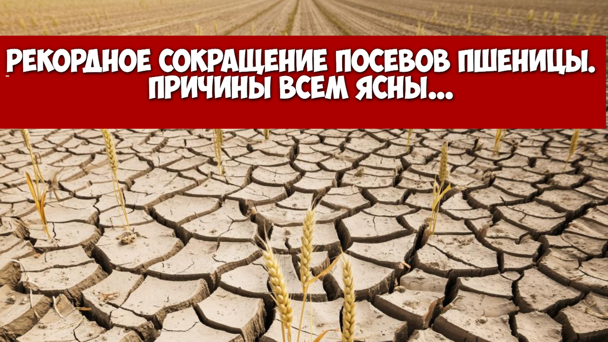 Рекордное сокращение посевов пшеницы.