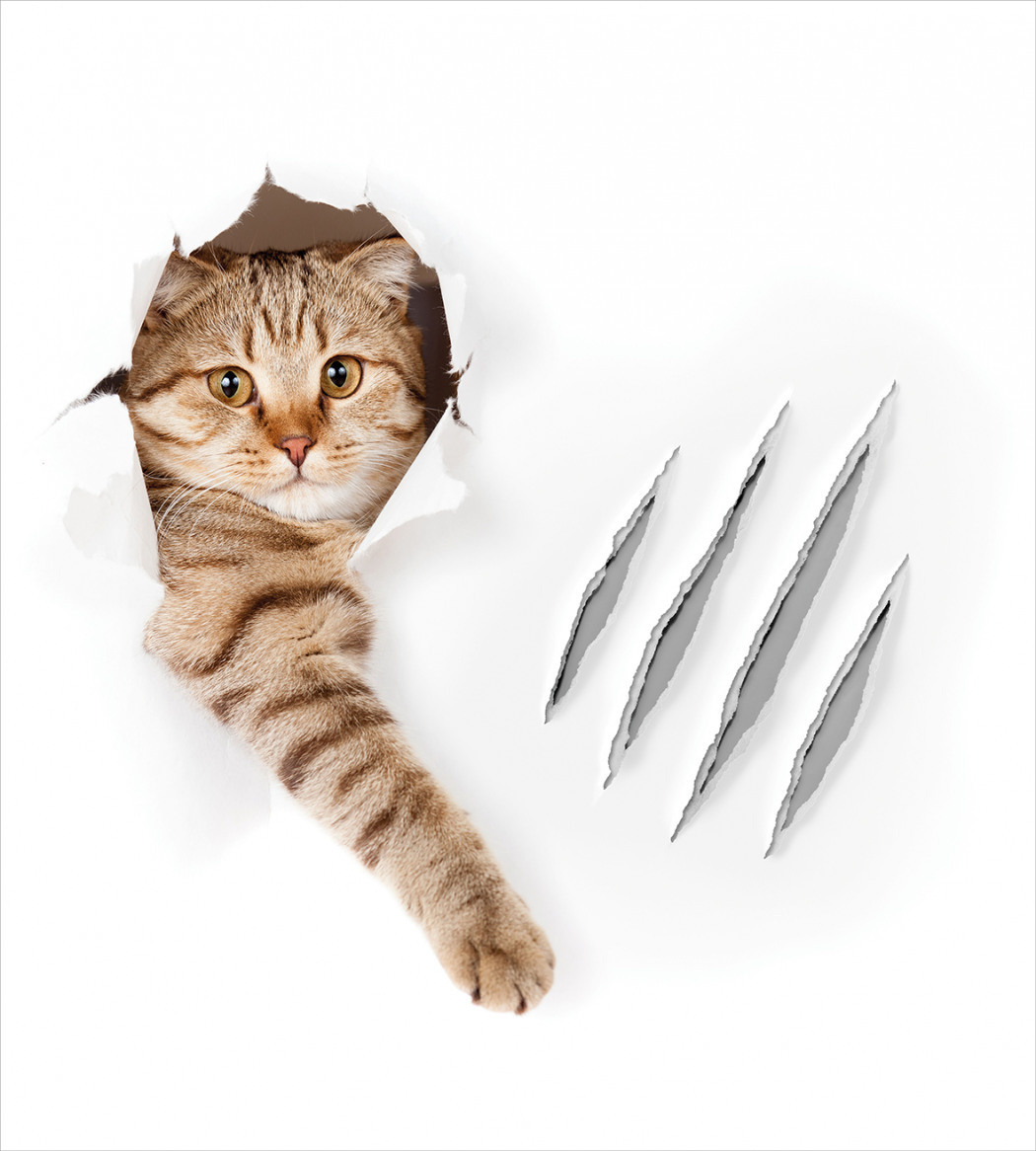 Все иллюстрации взята с Яндекс.Картинок