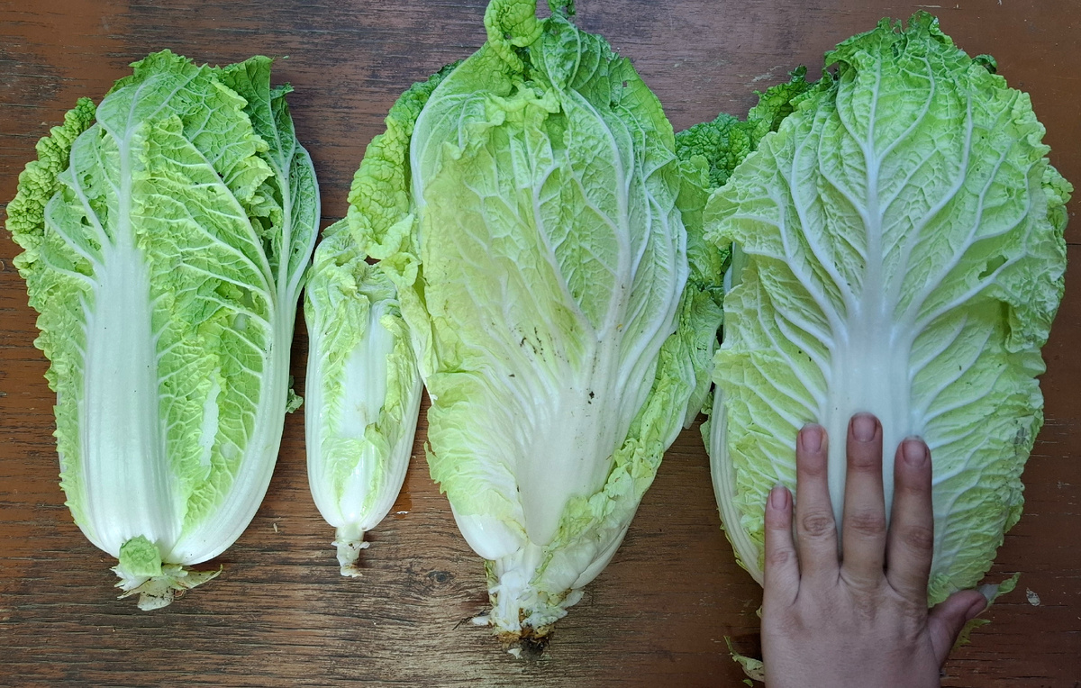 Тут для сравнения моя рука, крупнячки