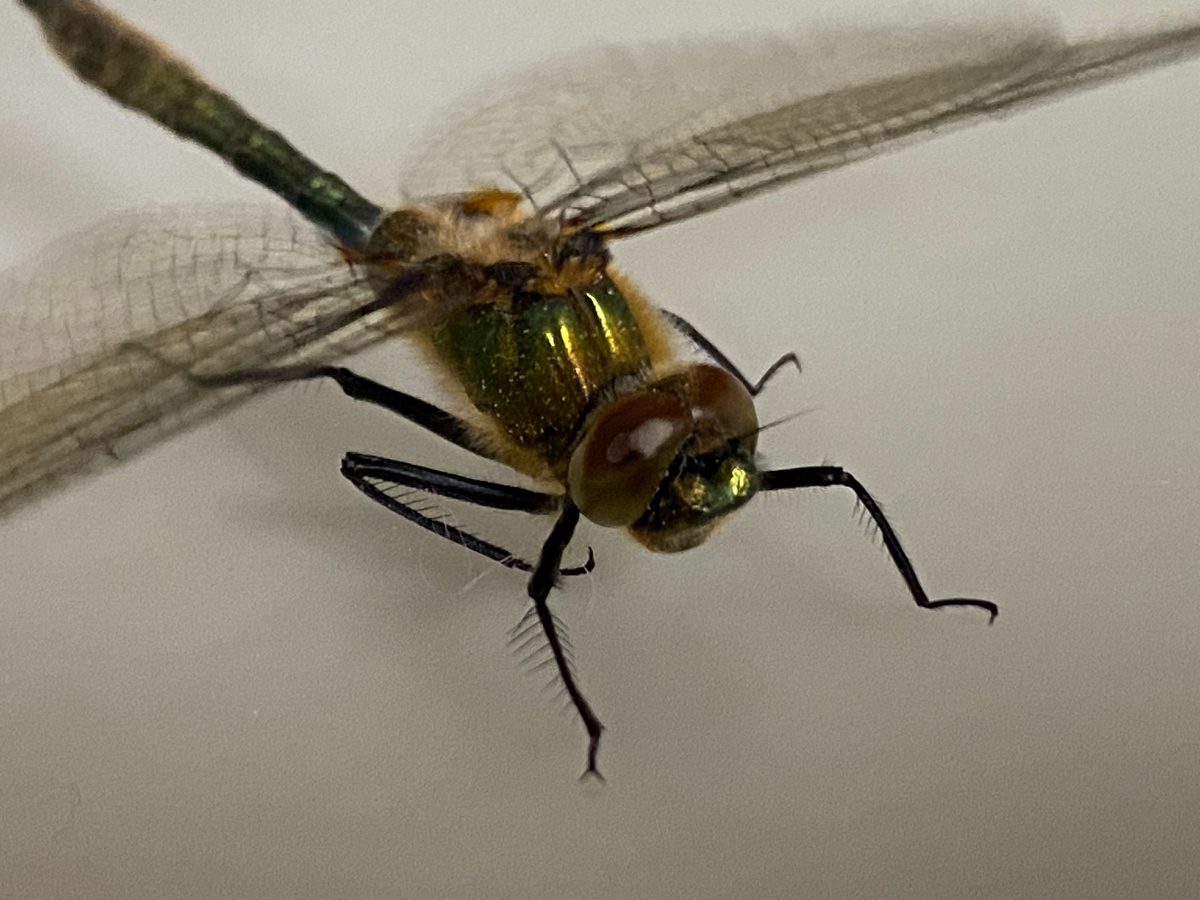 Стрекоза, фото автора