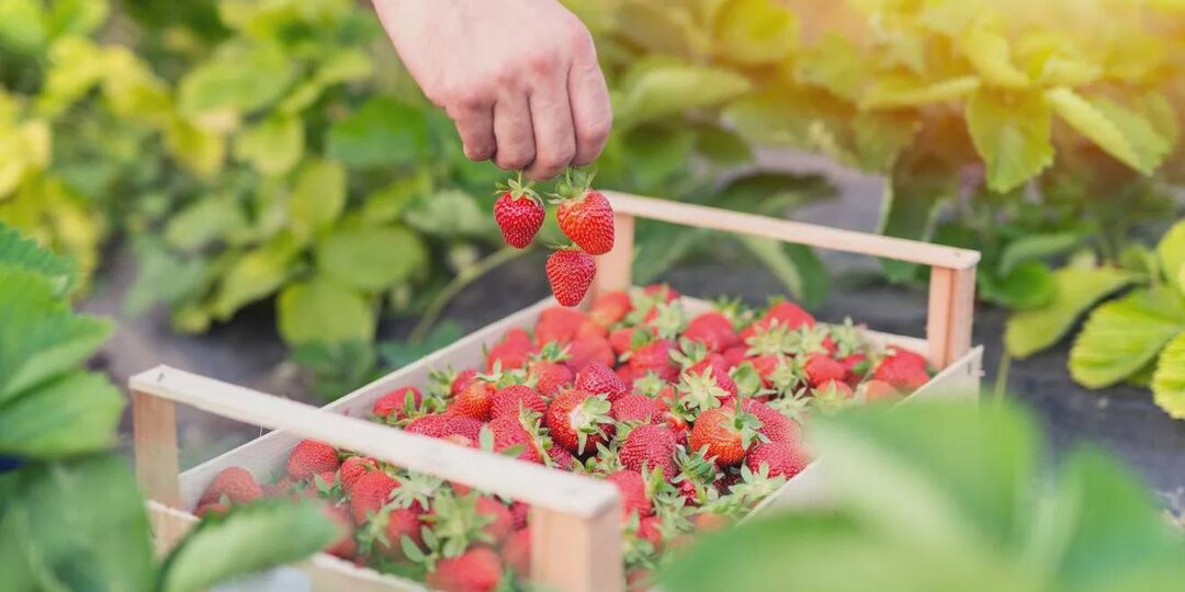 3 растения для защиты клубники – спасаем ягоды от прожорливых насекомых