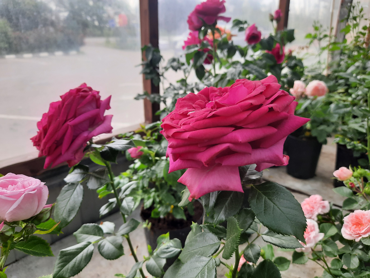 Все фотографии в статье мои