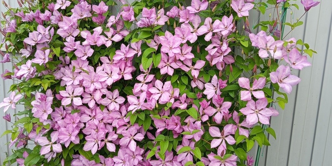 Показываю результат от моего ухода за клематисами, делюсь заметками и секретами