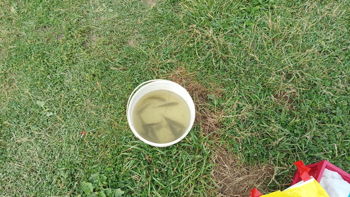 Вот такую милоту мы наловили...