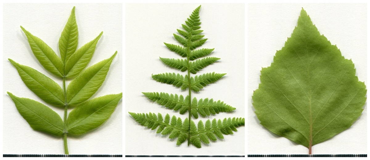 Фото: Dmitry Makeev / Wikimedia Commons 