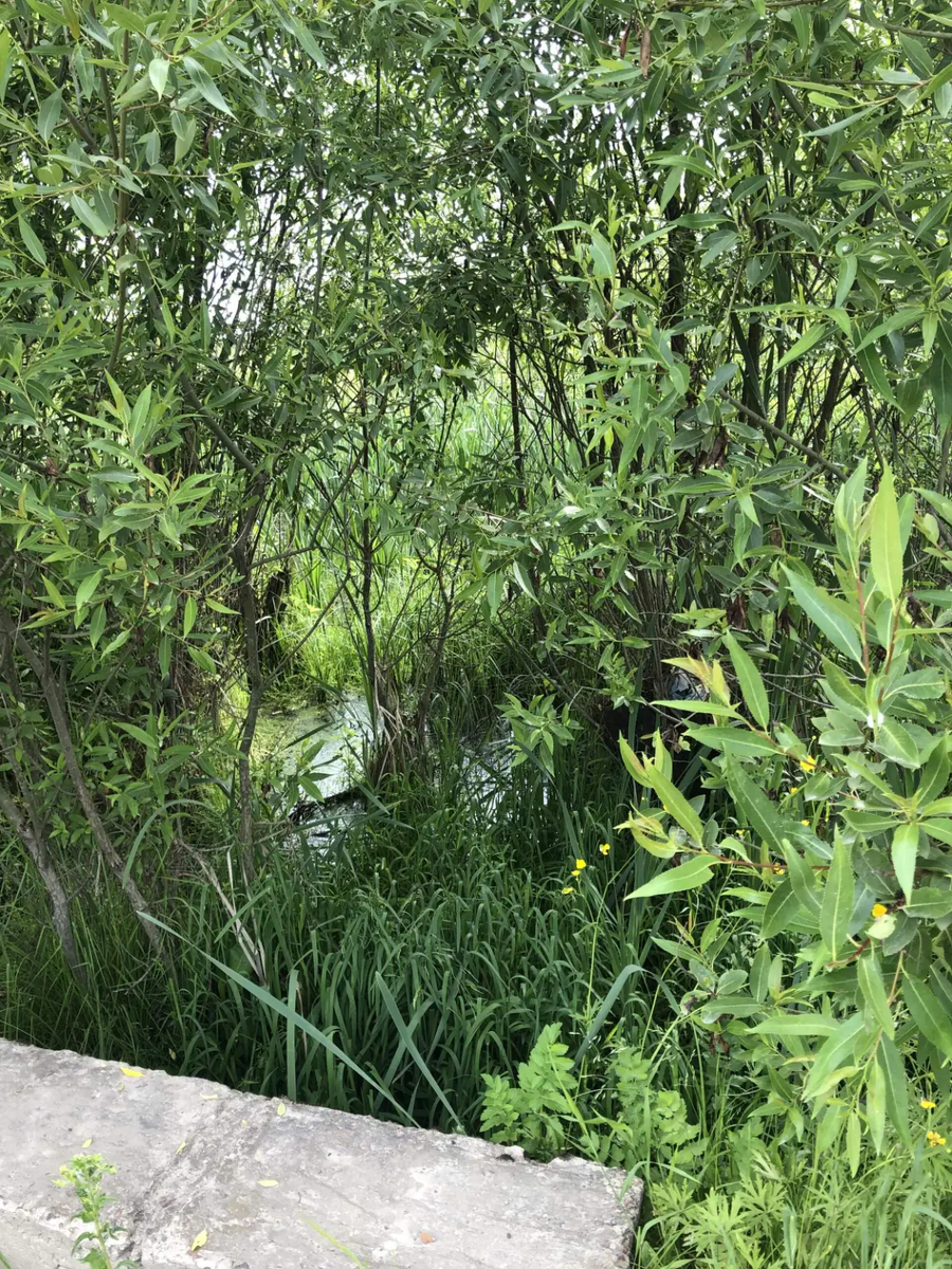 фото автора.Июнь.2023 год. Ручей.