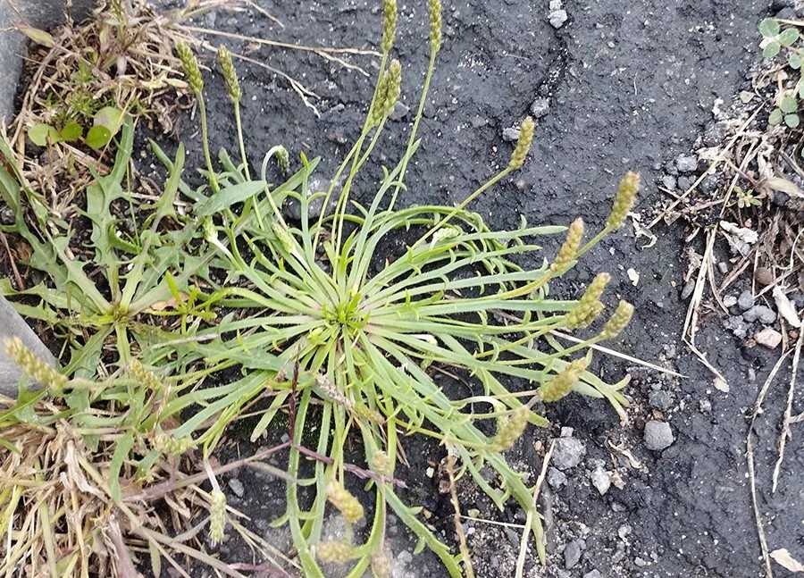    Фото: Институт экспериментальной ботаники имени В. Ф. Купревича НАН Беларуси