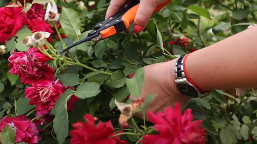 Так выглядят розы в конце июня без правильной подкормки