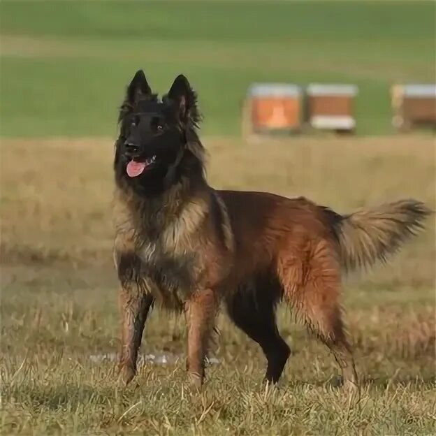 Изображение из интернета