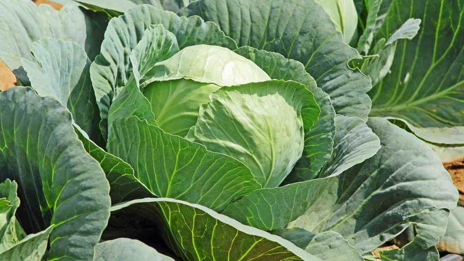 Добиваюсь крупных кочанов без навоза за 27 рублей. Проверенный способ работает уже 15 лет