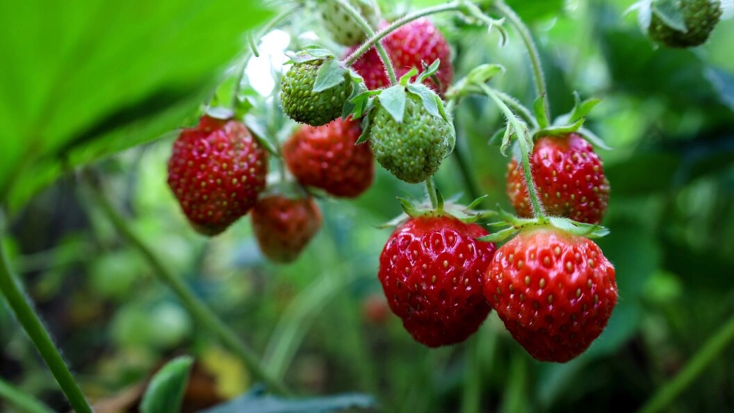    фото: Elena Mayorova/Global Look Press