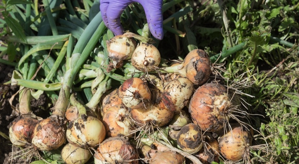 Подкармливаю крупный лук борной кислотой с кефиром в конце июня. Соседка не верила размерам луковиц до самой уборки