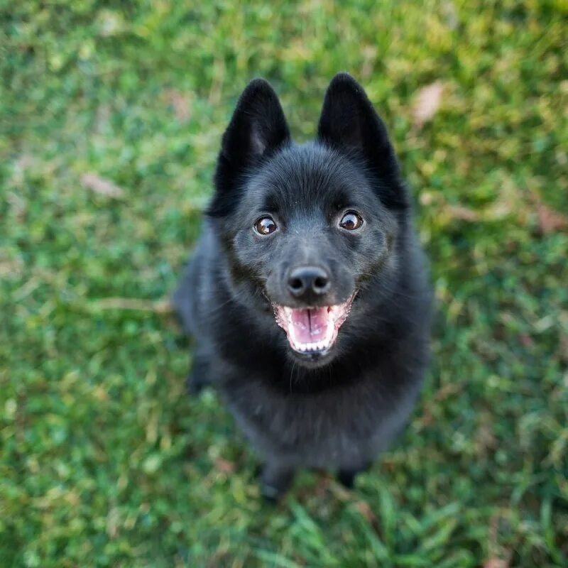 Изображение из интернета