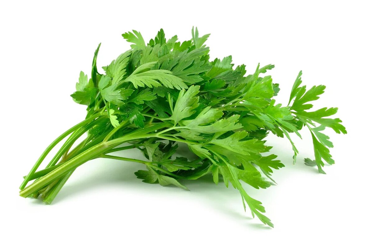 Петрушка плоская – истинный суперфуд