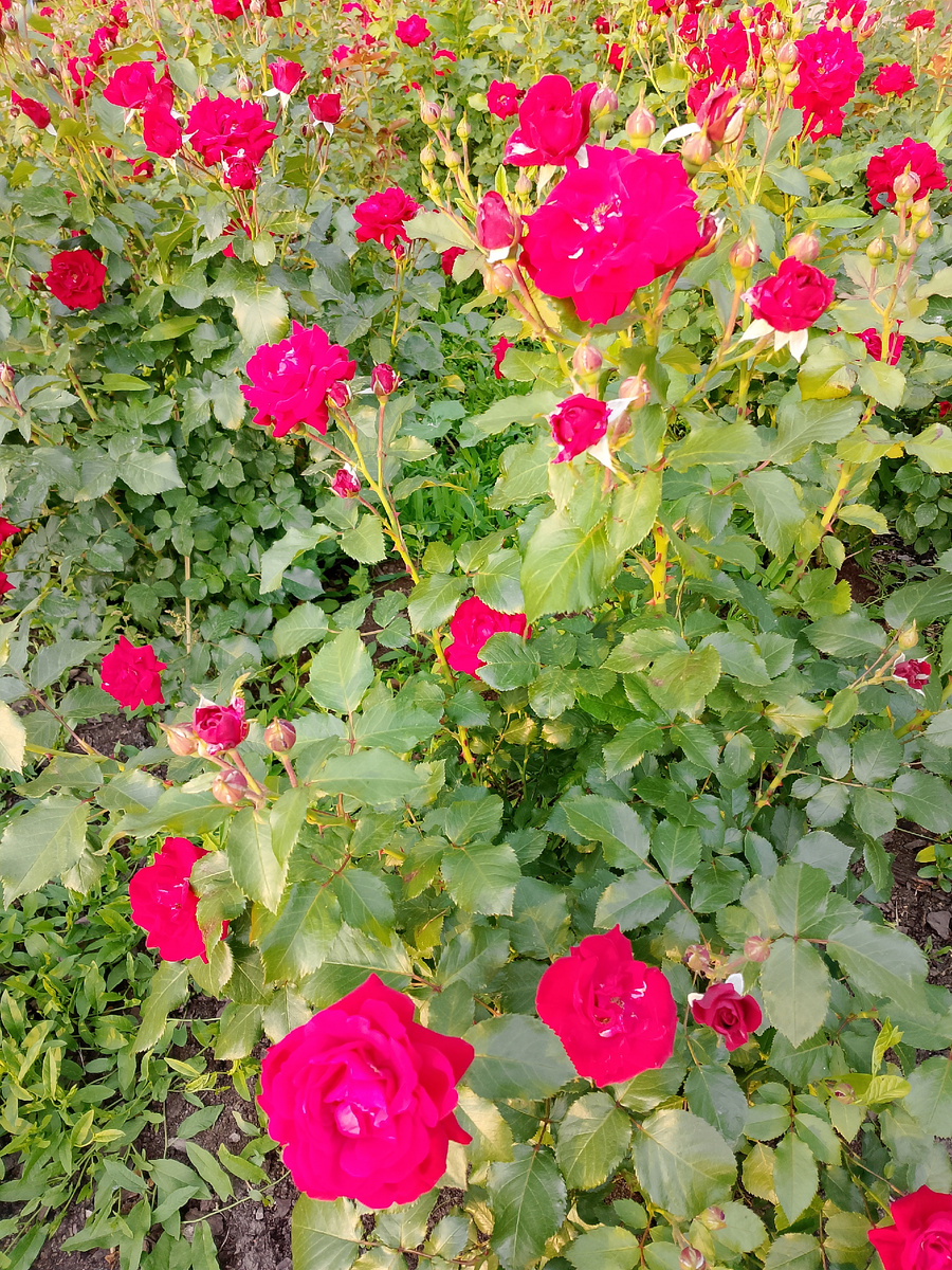 Фото других роз, кустовых