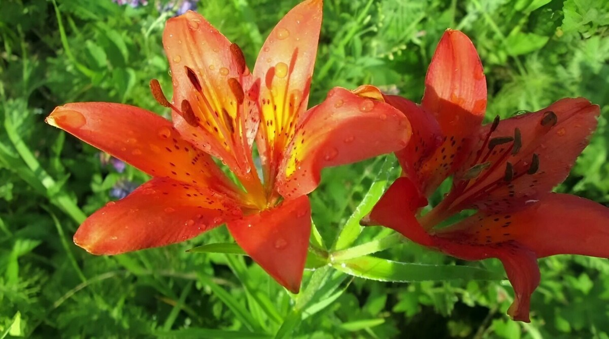     Источник: transsibinfo.com