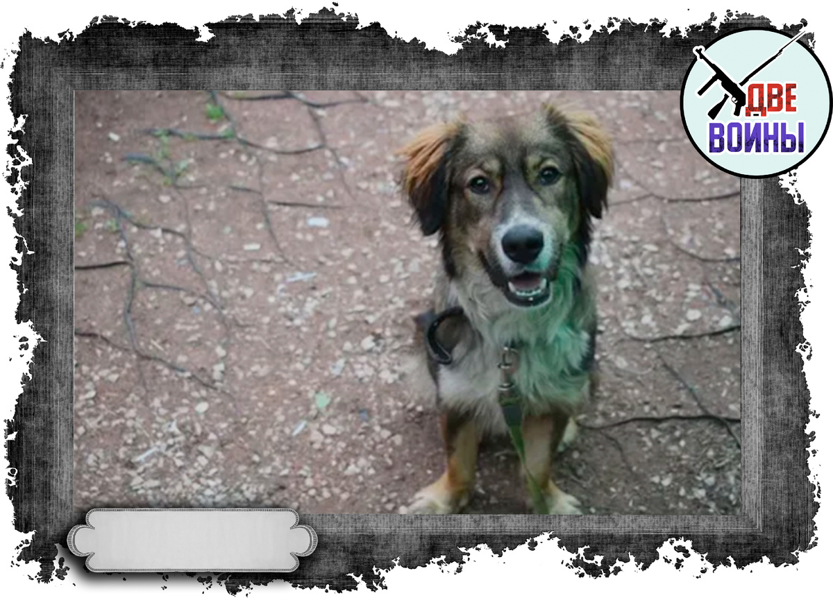 Типичный Тузик – обычно такие имена дают дворняжкам