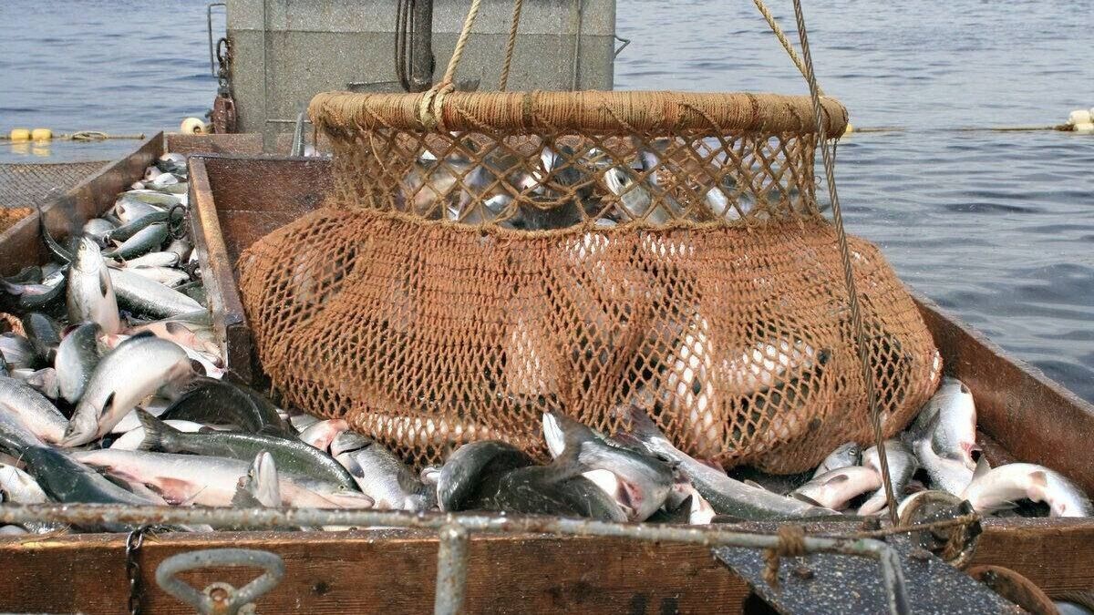     Источник: @minles_pk