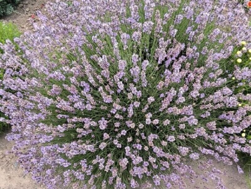    Фото С. Беловой Ольга Дмитриенко