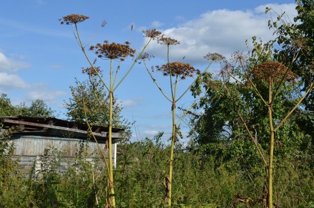    На участке борщевик нужно выкашивать, но делать это - осторожно. Фото: АиФ/ Ксения Матвеева