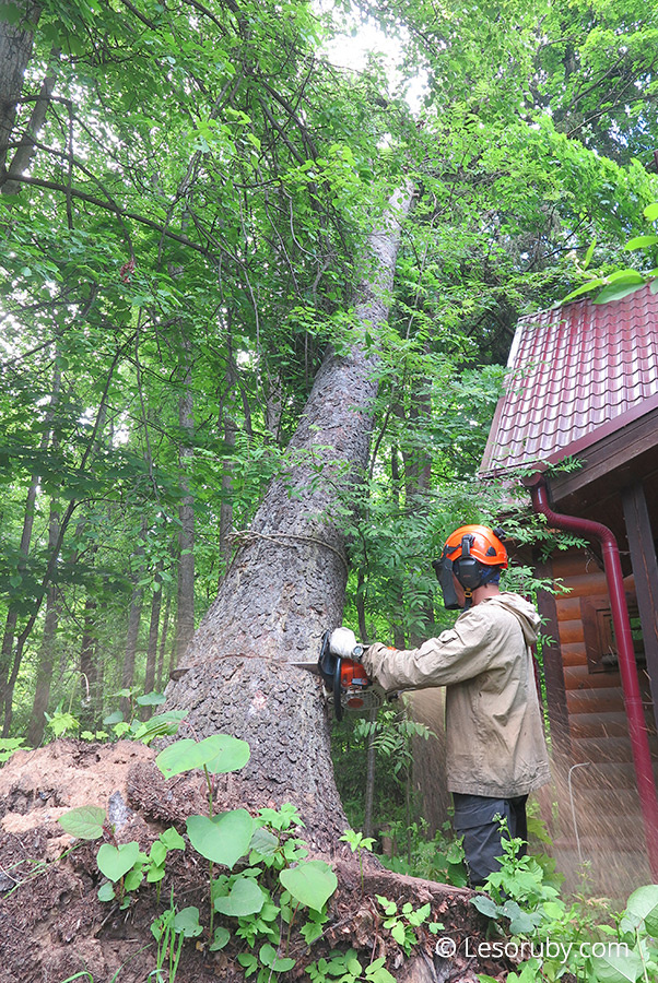 Удаление ветровальной ели в ДНТ НИЛ 2 июня 2021