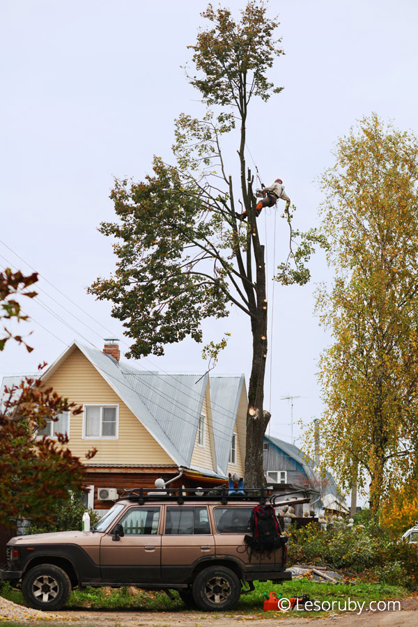 Вырубка 11-ти аварийных деревьев на территории городского парка в Обнинске 17 сентября 2013