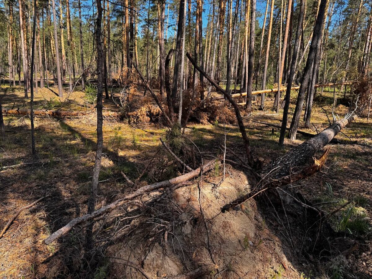 Причина того, что деревья падают с корнем в ветреную погоду, - гнилая корневая система. Она не выдерживает нагрузки