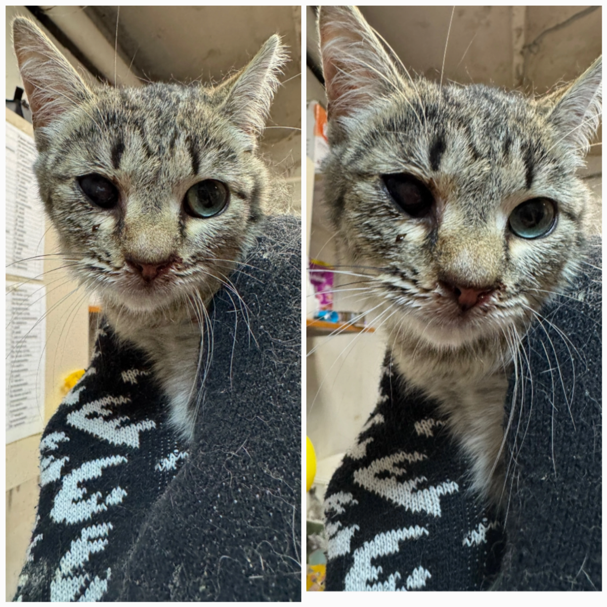 Тамуся найдена на улице, уехала сразу в стационар.