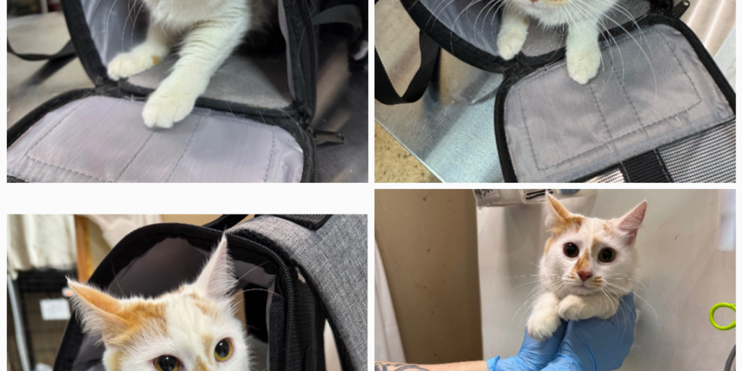 Встречайте скорее новичков: домашние, спасены с холодных улиц и дворов