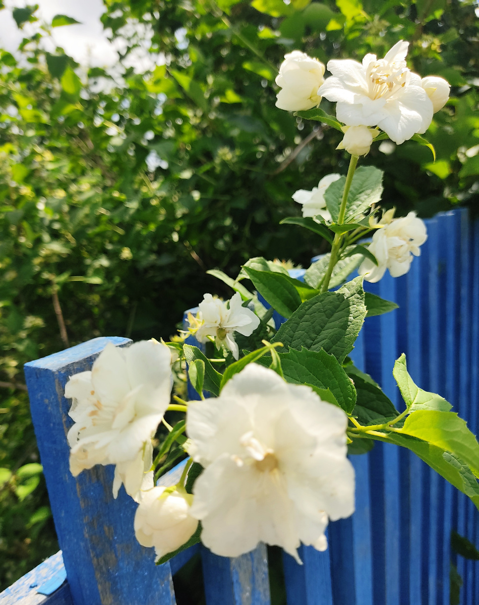 Цветы махрового чубушника