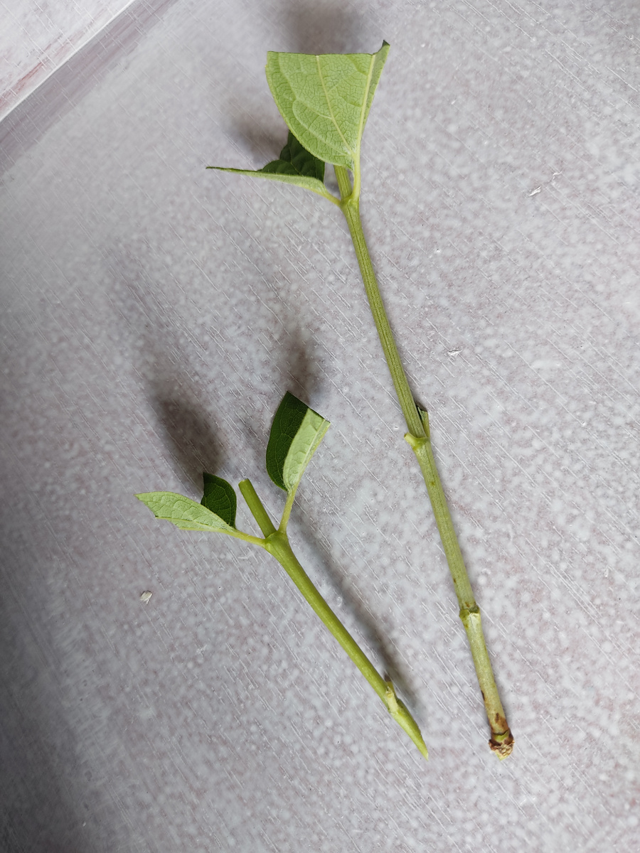 Черенки чубушника