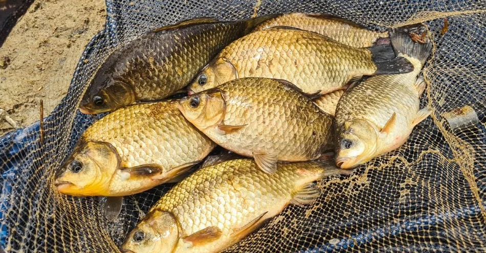 Караси пойманные в конце июня. Источник фото fishingsib.ru