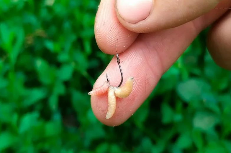 Опарыш на рыболовном крючке. Источник фото fishlovlya.ru